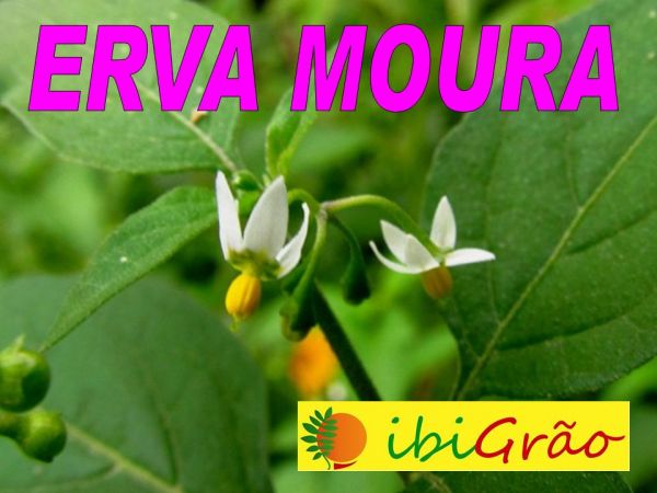ERVA MOURA CHÁ 1kg REUMATISMO CONTUSÕES LEUCORREIA Cód. 271