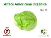Alface Americana  Orgânica
